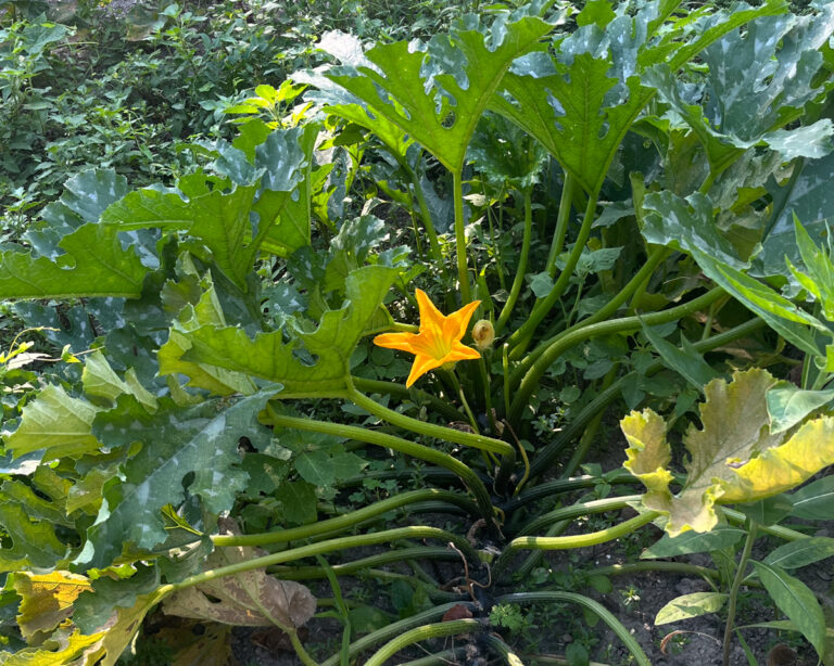 Growing Vegetables (and Communities) in the Lagoon